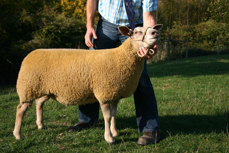 Ewe Lamb TG1100070