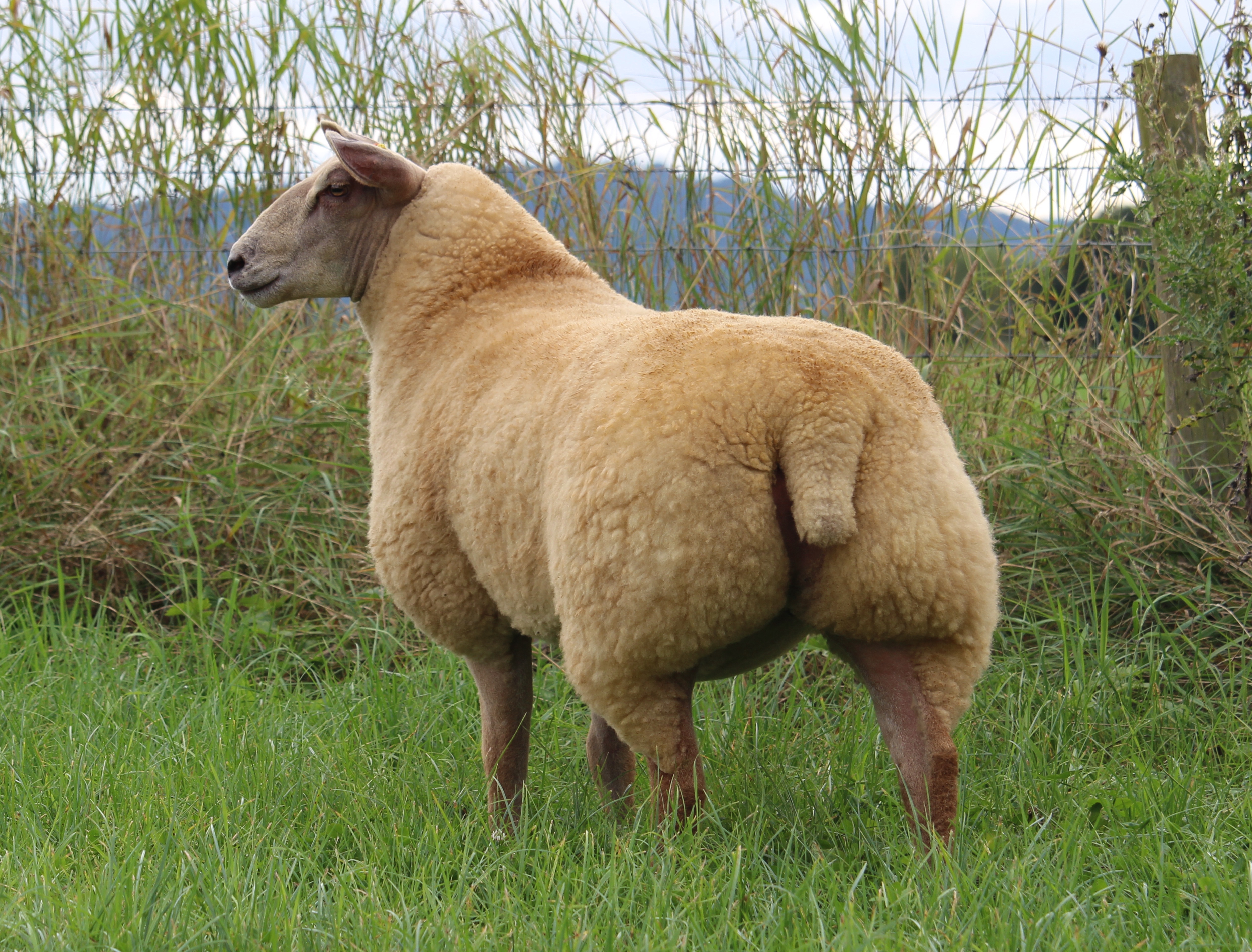 Lot No. 70 ewe lamb  16TG00570 ARR/ARR