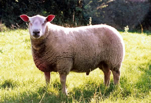 Dalby Aramis PE 0014