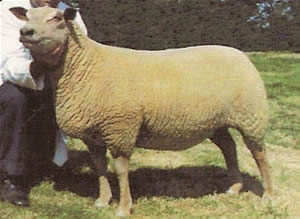 Dalby Aramis PE 0014