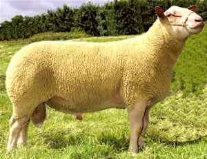 Sheep