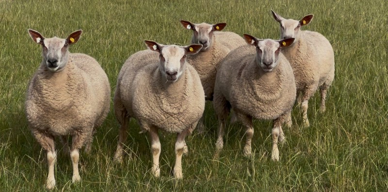 Five ewe lambs will all be entered for the sale Five ewe lambs will all be entered for the sale