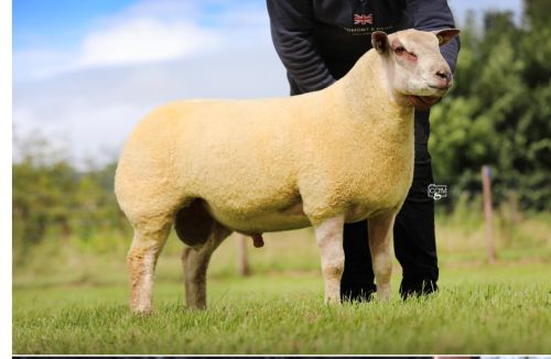 Artemis son Edstaston Bad Boy 23TG01391 Artemis son Edstaston Bad Boy 23TG01391