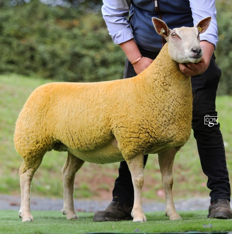 Edstaston Diamonte 25TG01540 Edstaston Diamonte 25TG01540