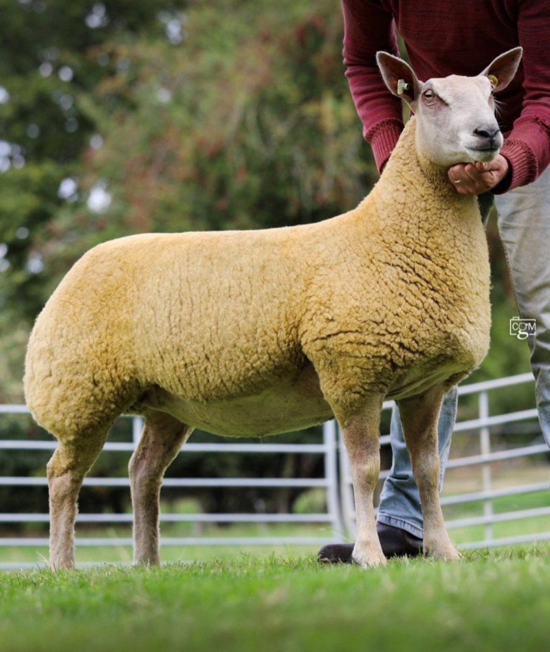 Lot 35 25TG01543 Lot 35 25TG01543